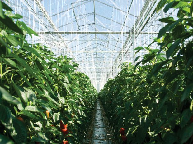 Interior-greenhouse